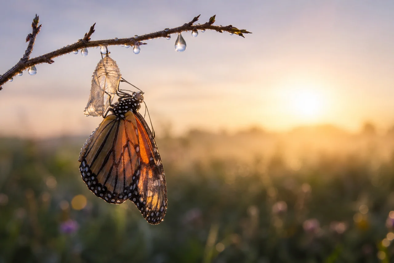Ein Schmetterling schlüpft aus seinem Kokon an einem Zweig im Morgenlicht